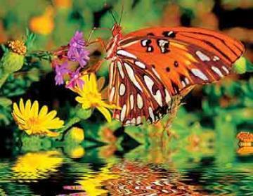 Springbok Magnificent Monarch 500 Piece Puzzles