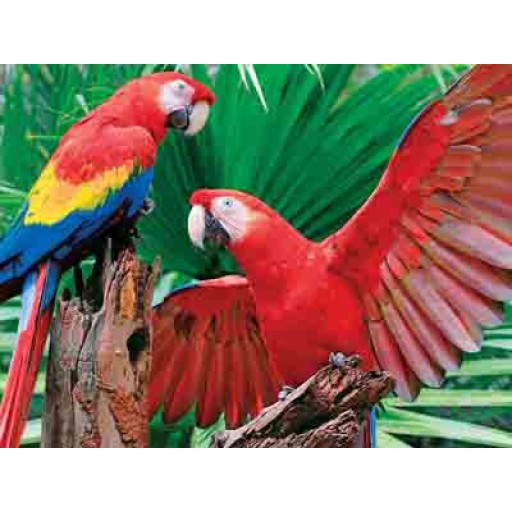 Springbok Scarlet Macaw 400 Piece Puzzles