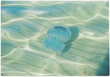 Ambesonne Aqua Jellyfish Cutting Board, Large Size, Blue Green