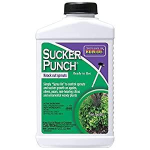 Bonide 276 Sucker Punch Plant Growth Regulator, Ready-to-Use Brush Top, 8-oz